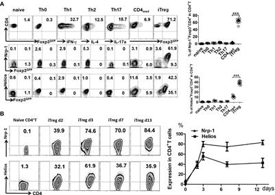 Neuropilin-1 Identifies a New Subpopulation of TGF-β-Induced Foxp3+ Regulatory T Cells With Potent Suppressive Function and Enhanced Stability During Inflammation